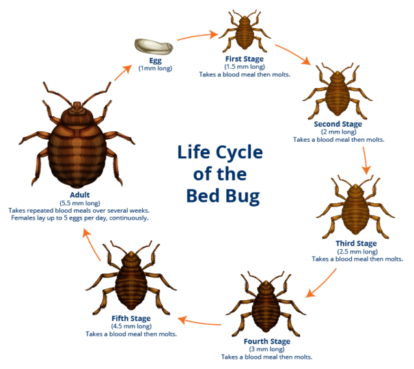 Bedbug Life Cycle - My Bedbug Lawyer